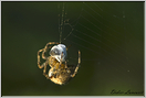 araignée épeire (39)